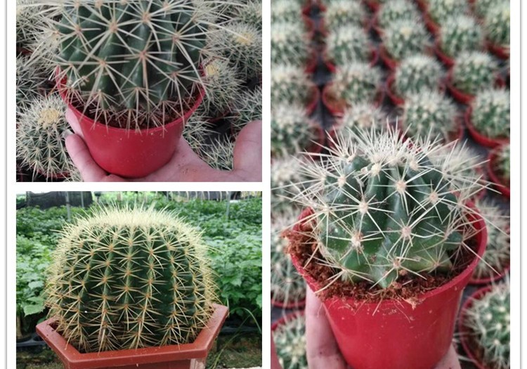 cactus (2)