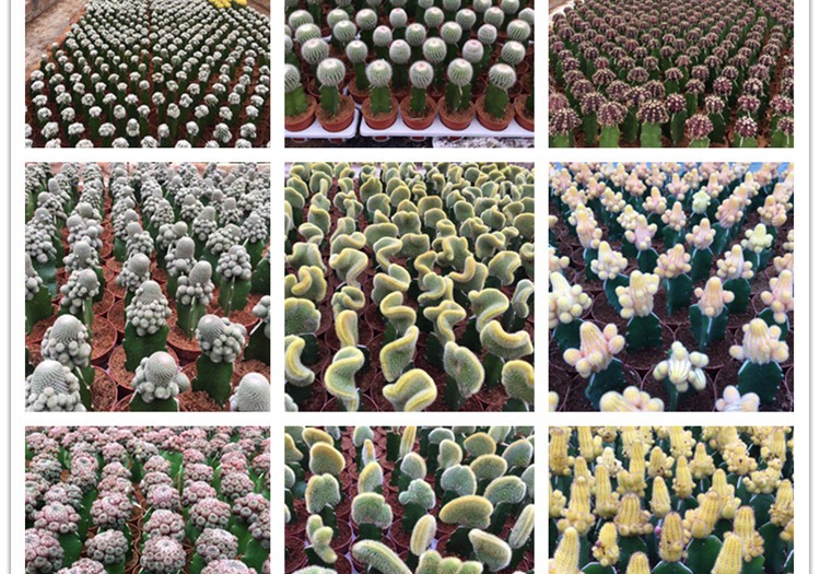 cactus nursery1