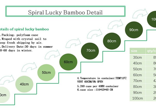 spiral lucky bamboo