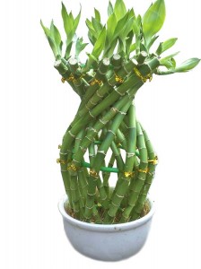 Indoor frinedship bottle shape lucky bamboo dracaena sanderiana plant