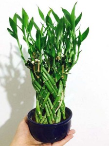 For home good flower cage shaped braided lucky bamboo plants