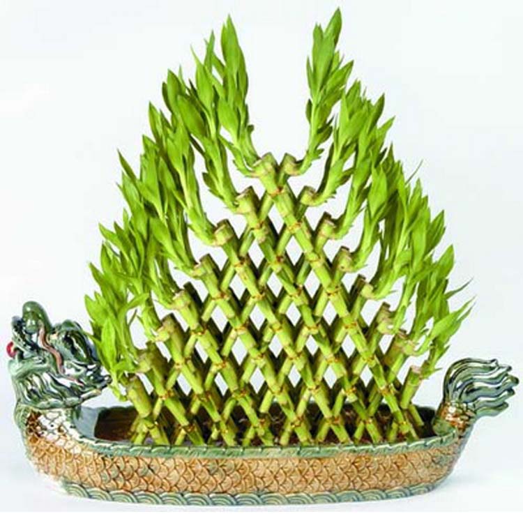 Dracaena braunii Dracaena Sanderiana Pyramid Lucky Bamboo Featured Image