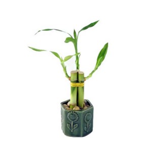 Chinese Lucky Bamboo Plant