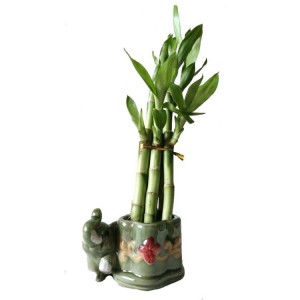 Dracaena plants for sale straight lucky bamboo