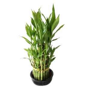 wholesale indoor mini oramental decoration drcaena lucky bamboo plant spiral straight tower lucky bamboo plants