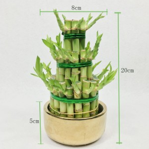 Tower-shaped Dracaena Sanderiana Lucky Bamboo
