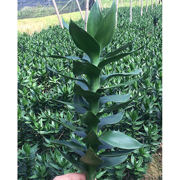 buy pineapple plant miami Florida Special Pineapple main image 0