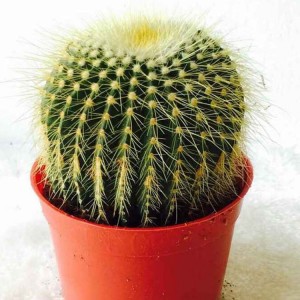 Indoor Ungraft Mini Cactus Bonsai Ball Shape