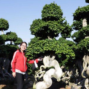 strange root shape ficus bonsai tree of outdoor plants for nursery garden landscape