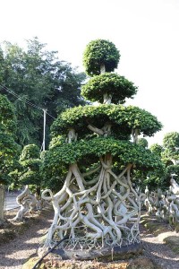 3-5M Net Shape Ficus Bonsai Ficus Microcarpa for Outdoor pants Big ficus tree
