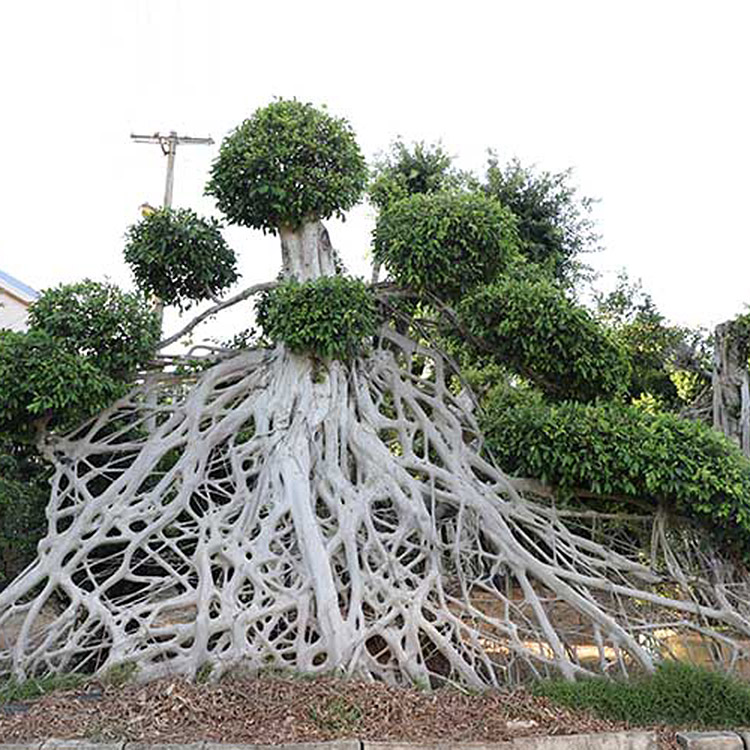 landscaping outdoor plants Air root Ficus Microcarpa Bonsai tree Featured Image