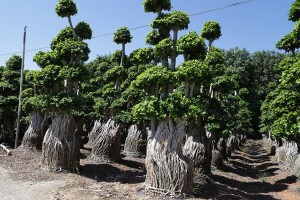 Live Outdoor Plants Ficus Microcarpa Bonsai