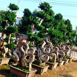 Strange root ficus bonsai tree of outdoor plants for nursery garden landscape