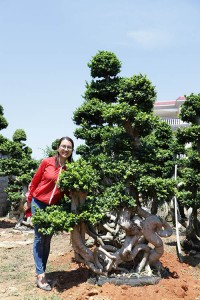 Foliage live plants strange shape ficus microcarpa bonsai for nursery garden