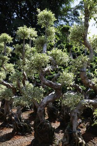 Ficus Bonsai Ficus Microcarpa for outdoor plants