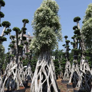 4.5M Big Net Shape Ficus Microcarpa Bonsai ficus tree for landscape Wholesale