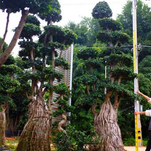 4M Nanan local Air root Ficus Microcarpa Bonsai ficus tree for Decorative plants in nursery landscape