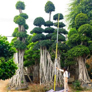Big Size Bonsai Ficus Microcarpa Tree, Live Plants, Outdoor Indoor, Ornamental Foliage,wholesale, nursery