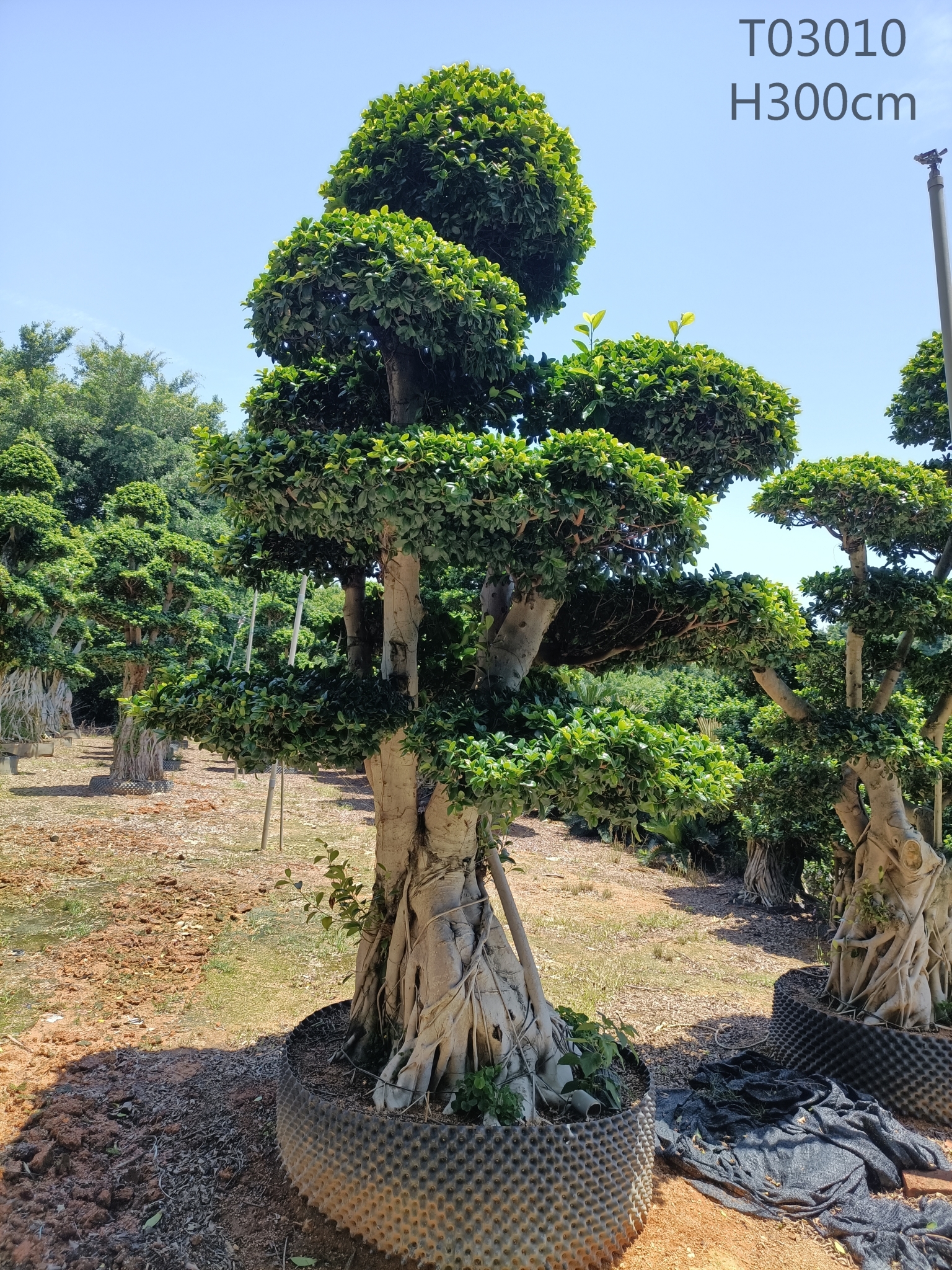Reasonable price Ficus Lyrata Tree - Ficus tree stump  Nohen -  Manufacturers and Suppliers | Nohen
