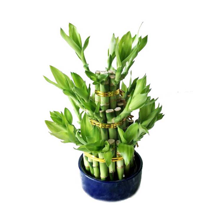 wholesale indoor mini oramental decoration drcaena lucky