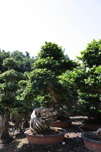 Outdoor pants Big ficus tree ficus microcarpa bonsai