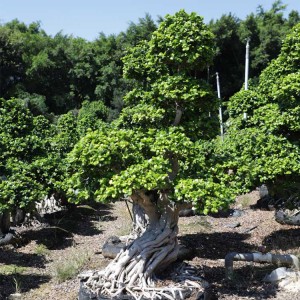 other shape , Big Size Bonsai Ficus Microcarpa Tree, Live Plants, Outdoor Indoor, Ornamental Foliage,wholesale, nursery