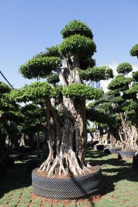 landscaping outdoor plants Air root Ficus Microcarpa Bonsai tree