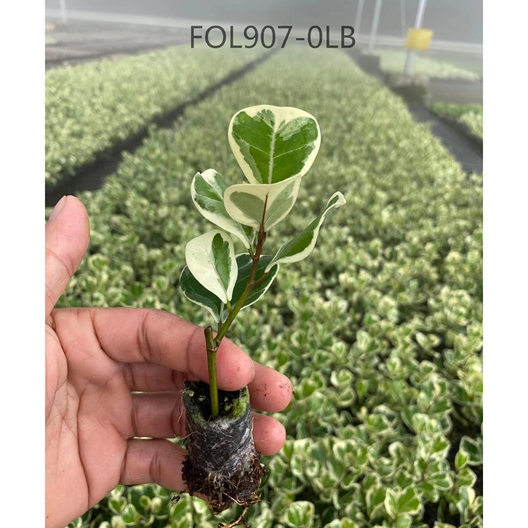 Professional China Calathea Seedlings - Seedling Ficus- Deltodidea  Nohen  - Manufacturers and Suppliers | Nohen
