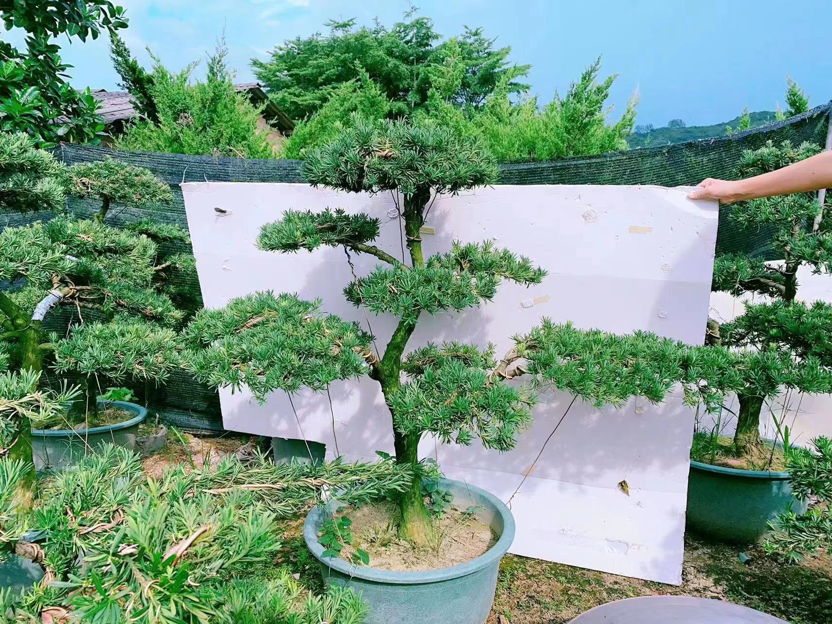 Podocarpus bonsai china bonsai - Manufacturers and Suppliers | Nohen