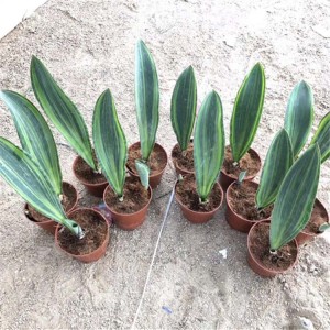sansevieria Bonsai of indoor plants for nursery landscaping