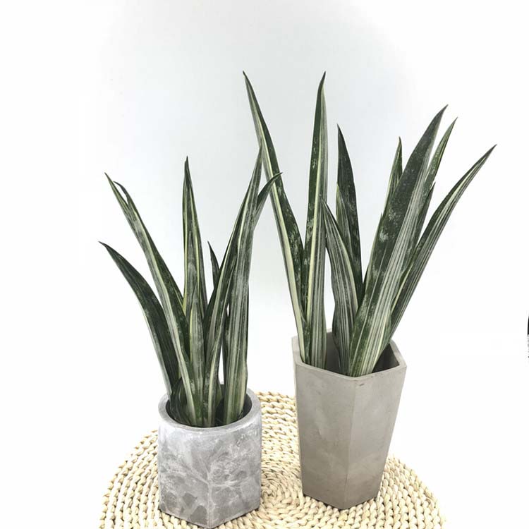 Indoor Ornamental Sansevieria Plant Featured Image