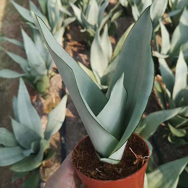 Hot Sale Sansevieria Trifasciata moon shine Small Size Sansevieria -  Manufacturers and Suppliers | Nohen
