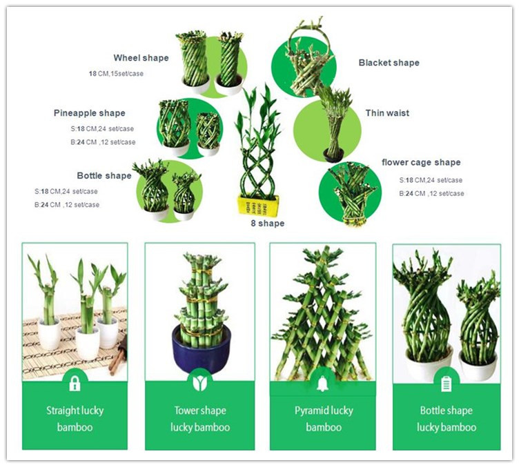 sa'a-bamboo