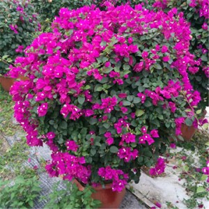Blooming Bougainvillea Natural Plants