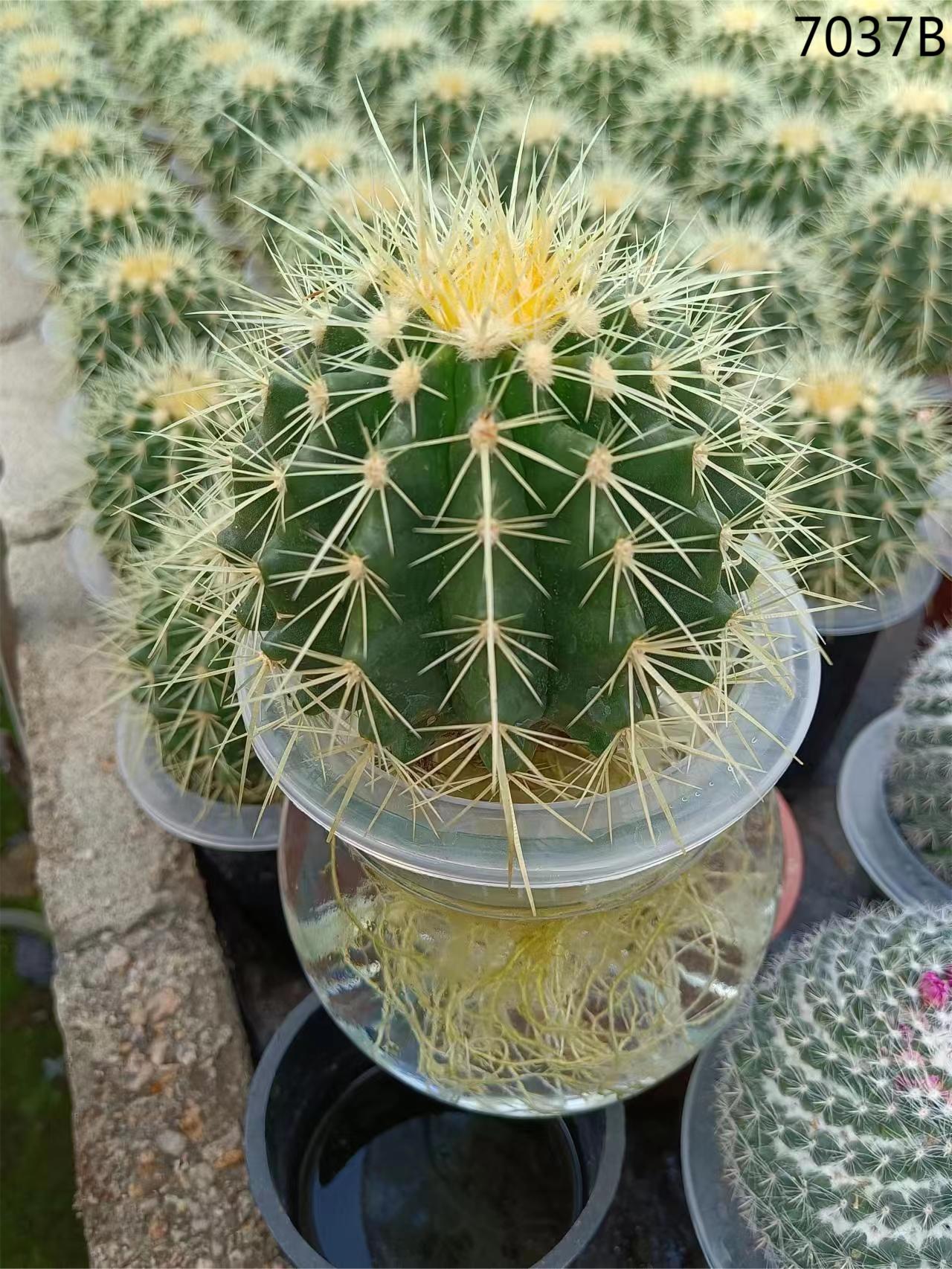 neon lights cactus Spiky Cactus Icon LED Neon Sign