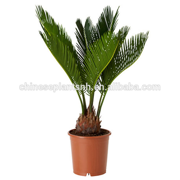 Cycas Landscaping Tree Featured Image