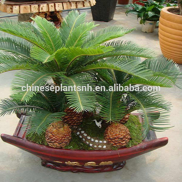 Chinese wholesale Cycas Revoluta Sago Palm - Ornamental Plant Cycas  Nohen  - Manufacturers and Suppliers | Nohen