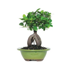 50g~3000g Ginseng Grafted Ficus Ficus microcarpaus Bonsai bonsai trees for nursery