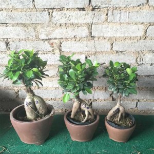 Wholesale Plant Ficus Ginseng Microcarpa Tree