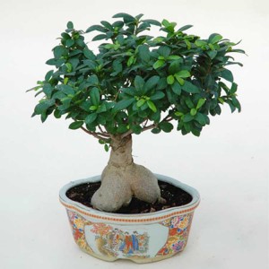bonsai ficus ginseng ficus tree natural bonsai tree oramental plants