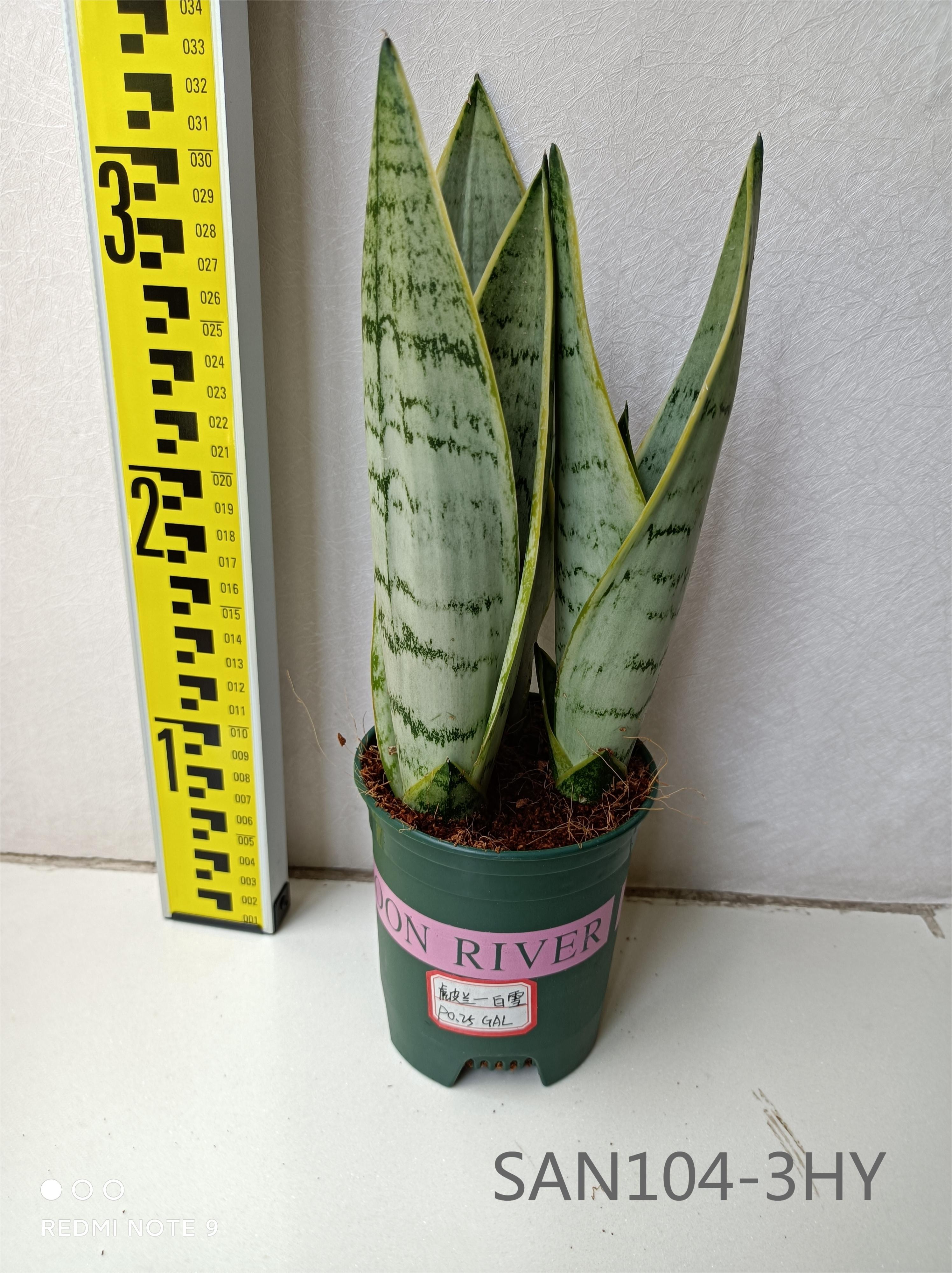 Factory wholesale Sansevieria Types - Sansevieria Trifasciata Snow White   Nohen - Manufacturers and Suppliers | Nohen