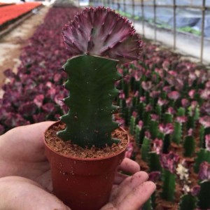 Grated Mini Colorful Cactus