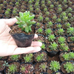 Bonsai Mini Colorful Cactus succulent