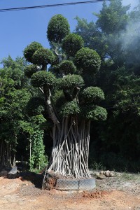 Ficus Microcarpa Bonsai tree of outdoor plants for nursery garden