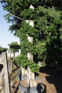 Foliage live plants strange shape ficus bonsai for nursery garden