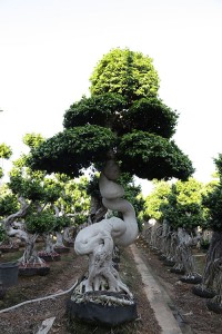 Foliage live plants strange shape ficus microcarpa bonsai