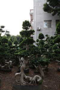 Foliage live plants strange shape ficus microcarpa bonsai for nursery garden