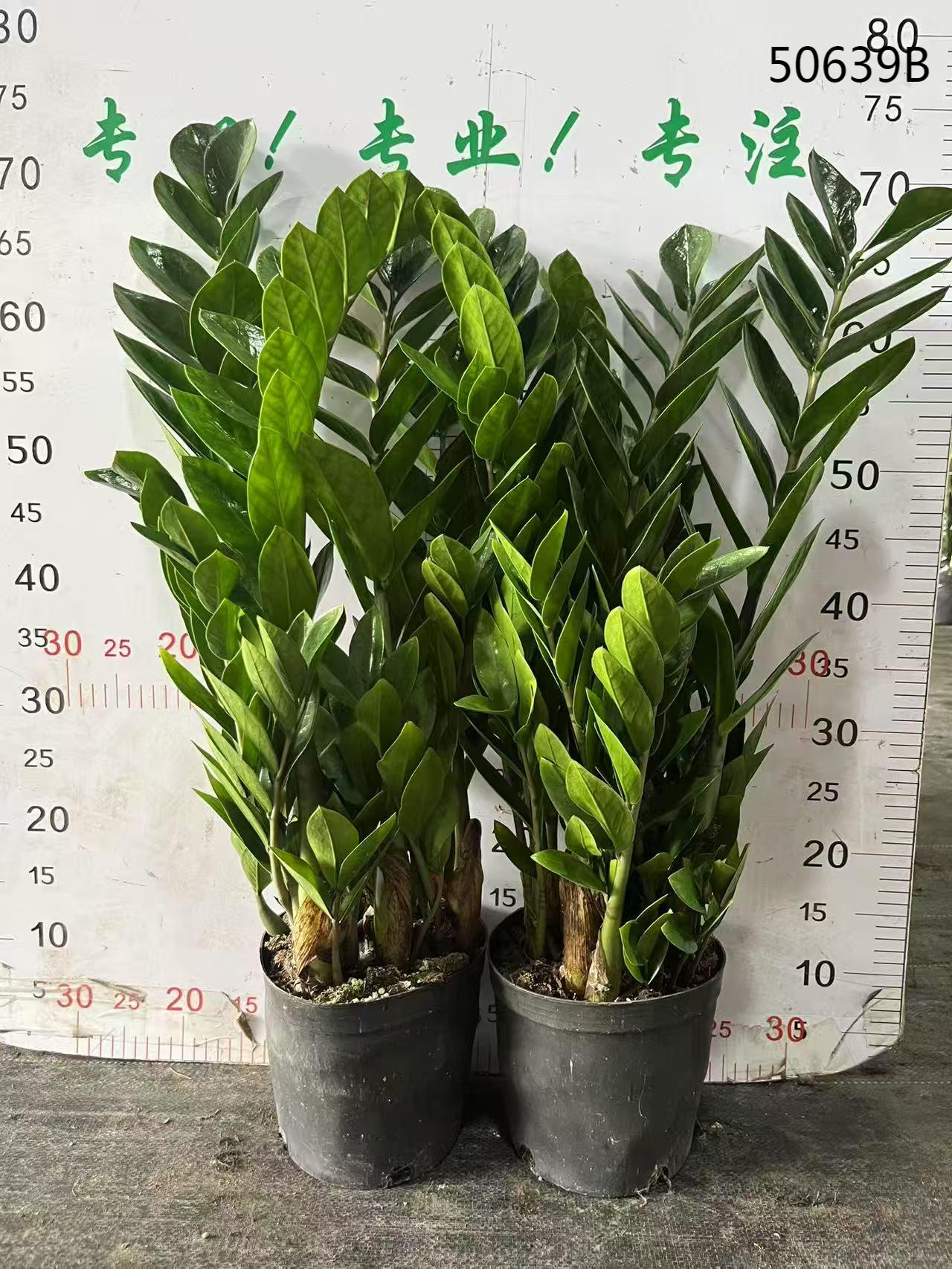 緑色のザミオクルカス・ザミイフォリア（ZZプラント）観葉植物 中型