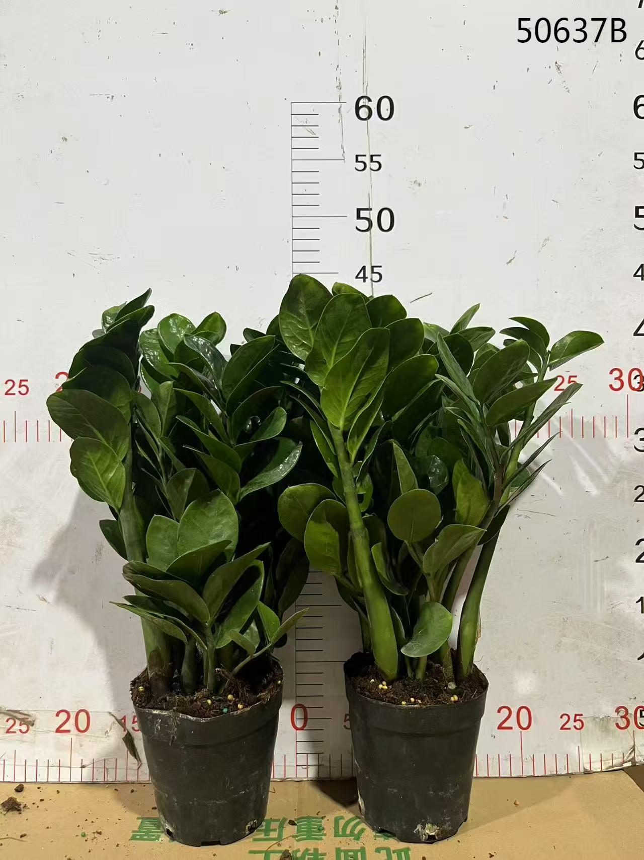 緑色のザミオクルカス・ザミイフォリア（ZZプラント）観葉植物 - 製造