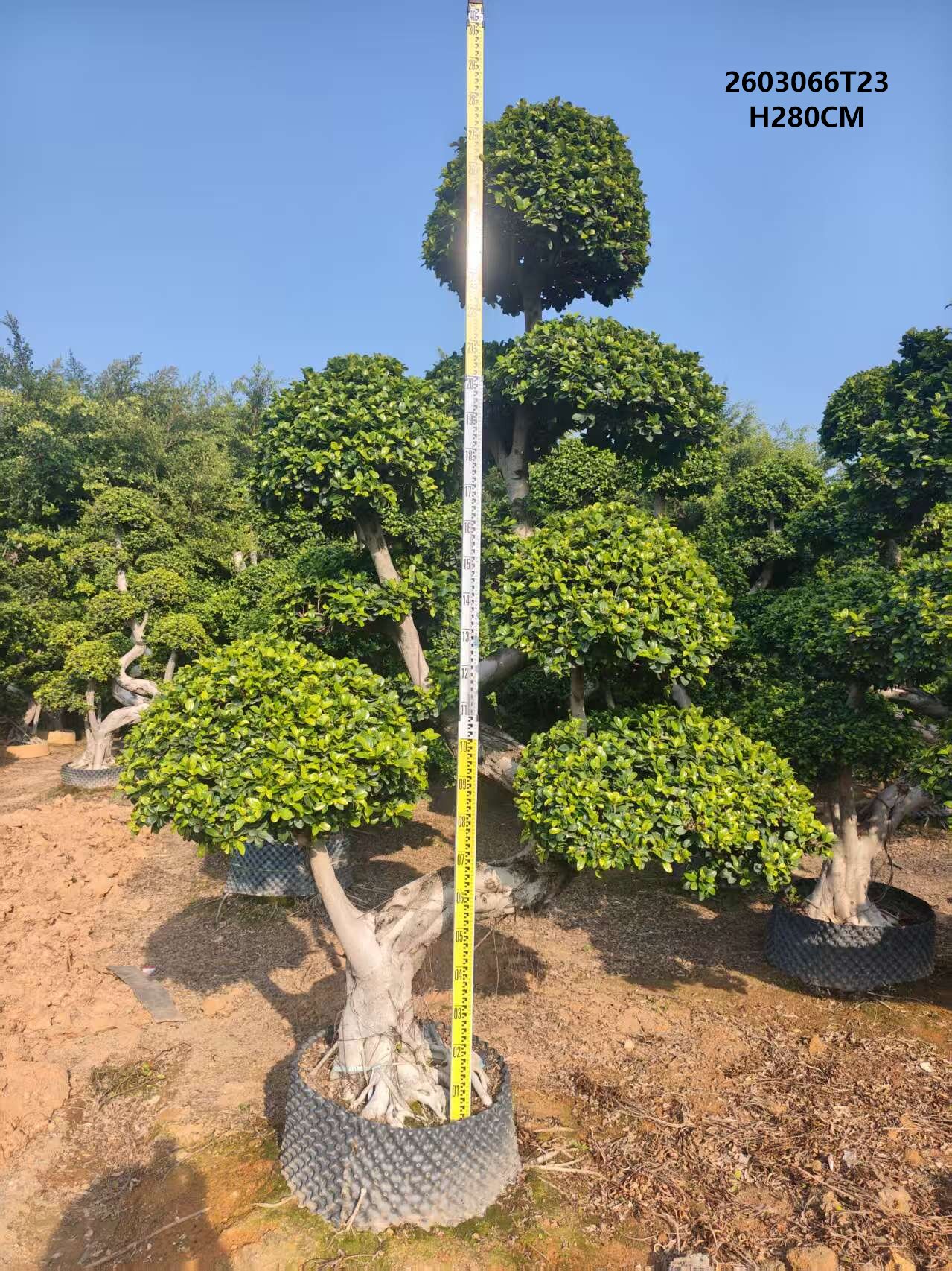 微信图片_20260326155330_237_38